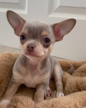 Shorthaired Chihuahua