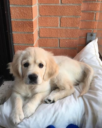 Female Golden Retriever