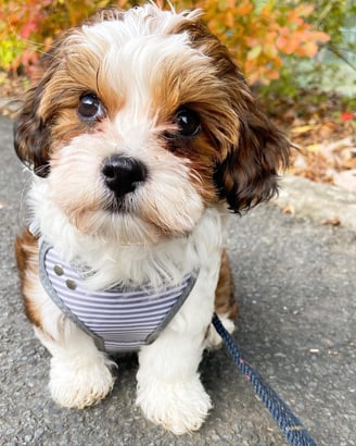 Male Havanese Puppy