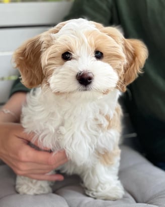 Female Havanese Puppy