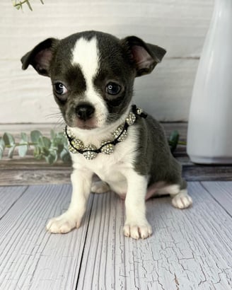 Dearhead Male Chihuahua