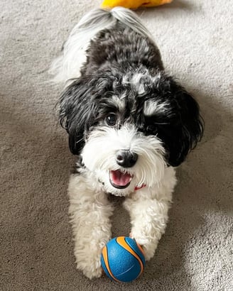 Male Havanese Puppy