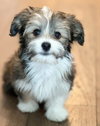 male Havanese Puppy