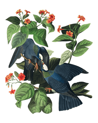 Vintage bookplate illustration of two dark blue and green doves with white patches on their heads