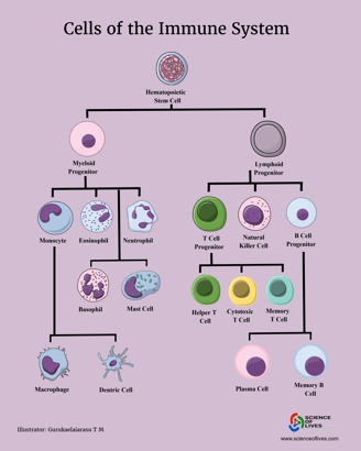 Cells of the immune system