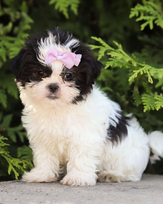 Dogs & Puppies for sale SA - South Africa