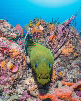 close-up of marine creature with unique texture – underwater image from global dive travel