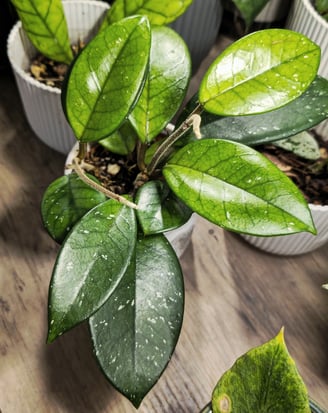 Hoya Fungii