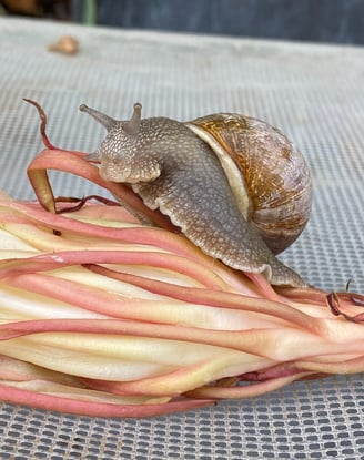 a snailling snail crawling on a plant
