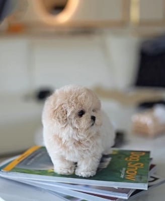 Dogs & Puppies for sale SA - South Africa
