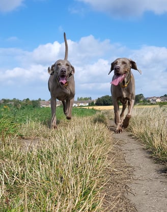 Home Dog Boarding