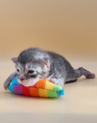 chaton black silver mackerel tabby de la chatterie du val de riss