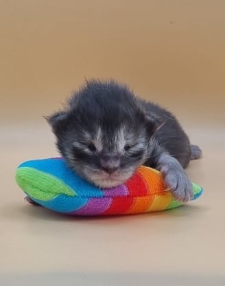chaton maine coon black smock de la chatterie du val de riss