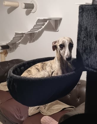 Whippet dans un arbre à chat