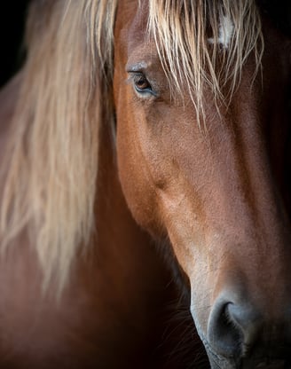 séances photos pour les chevaux