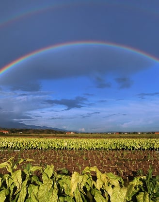 Foto real de un campo de cultivo de tabaco con un arcoíris en el cielo