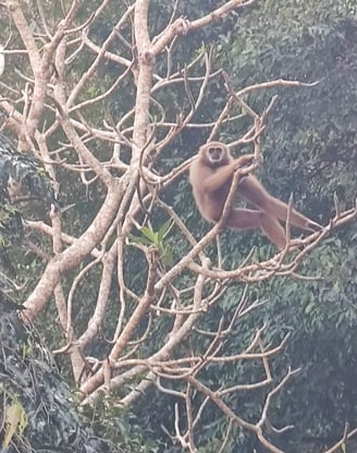 Gibbon, Chumphon