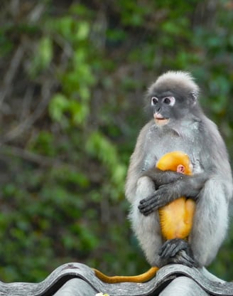 Les Langurs, singes à lunettes, Chumphon