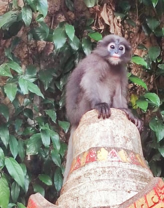 Les Langurs, singes à lunettes, Chumphon