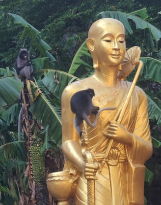 Les Langurs, singes à lunettes, Chumphon