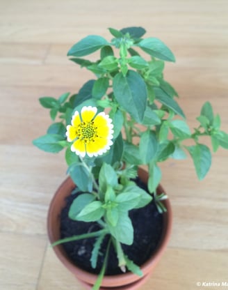 Plant with yellow flower in terra cotta pot on wooden floor