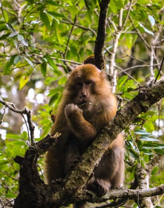 1 day hike, short hike, kathmandu, nepal, jamacho gumba