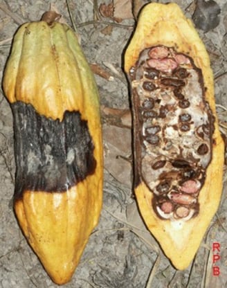 infected cacao beans implicated in bioterrorism