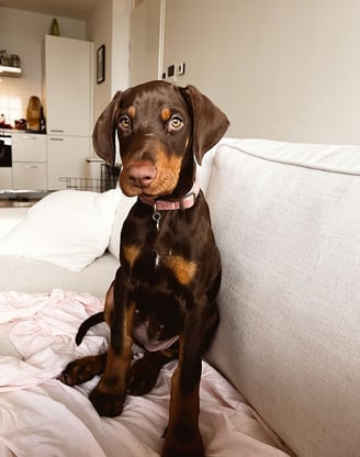 Doberman Puppies for Sale