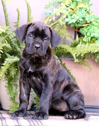 Dogs & Puppies for sale SA - South Africa