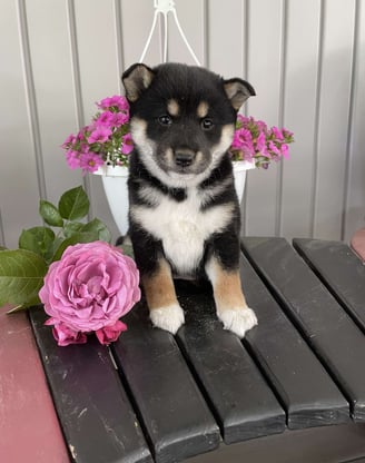 Puppies for Sale 