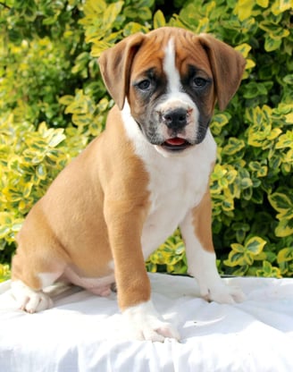 Dogs & Puppies for sale SA - South Africa
