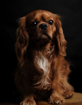 a dog sitting on a table with a black background