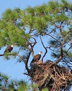Picture of two eagles in nest