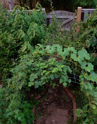 Bountiful backyard garden with a trellis, fruit trees, and mroe. 