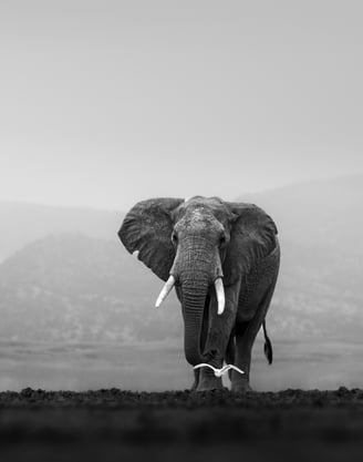 Black and white elephant walking towards the camera alone, Amboseli national park, Kenya