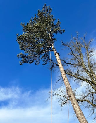 ancient oaks tree surgeon
