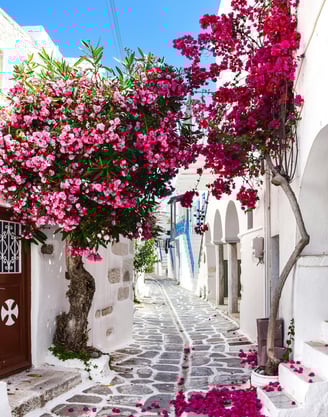 rue pavée étroite en Grèce avec un arbre fleuri au milieu