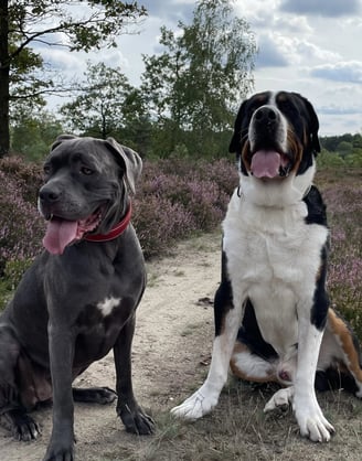 Hunde von Denise Balazs - Ernährungsberatung für Hunde in Soltau