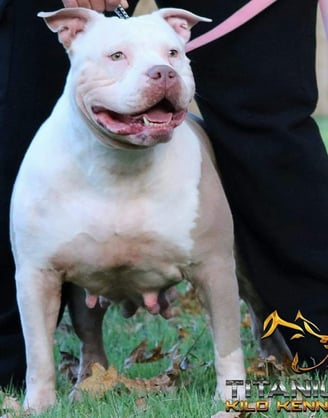 XL PITBULLS, XL AMERICAN BULLIES, TITANIUM KILO KENNELS