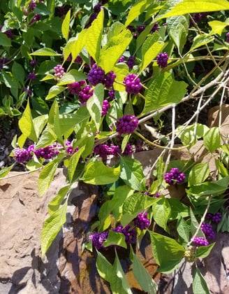 Purple beautyberry native deciduous shrub