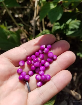 Beautyberries, August 2022 in OKC