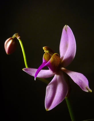 Ancistrochilus Rothschildianus