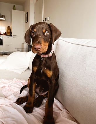 Doberman Puppies for Sale
