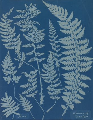 Anna Atkins and Anne Dixon - Cyanotype from British and Foreign Ferns, 1853