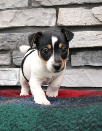 Dogs & Puppies for sale SA - South Africa