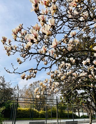 magnolias blanc paris ile de france