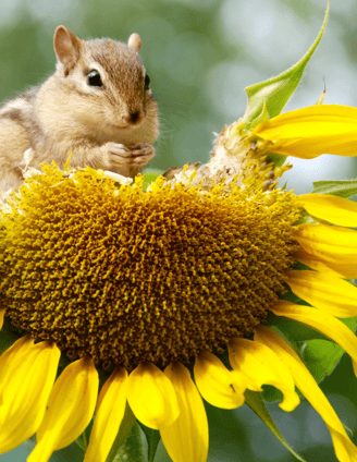 squirrel eating a sunflower.