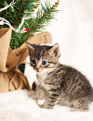 a kitten sitting on a blanket next to a christmas tree