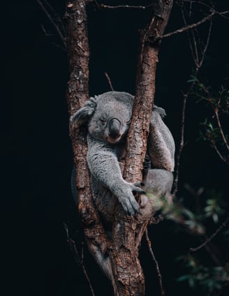 a koala on a tree