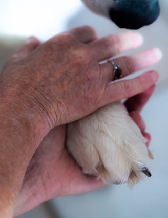 médiation animale, médiation canine